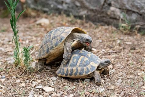 Le più frequenti ferite traumatiche della cute nelle tartarughe di terra