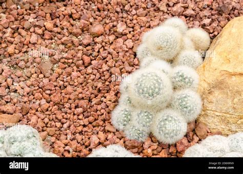 Mammillaria Cactus Plant Stock Photo Alamy