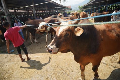 Jelang Meugang Persediaan Sapi Dan Kerbau Aceh Capai Ekor