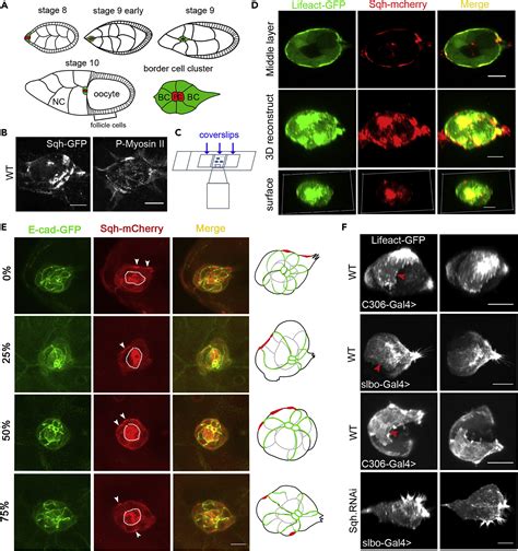 Supracellular Actomyosin Mediates Cell-Cell Communication and Shapes ... 