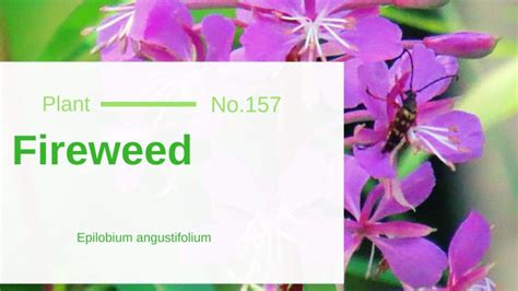 Fireweed Epilobium Angustifolium Edible And Medicinal Uses Of The Fire