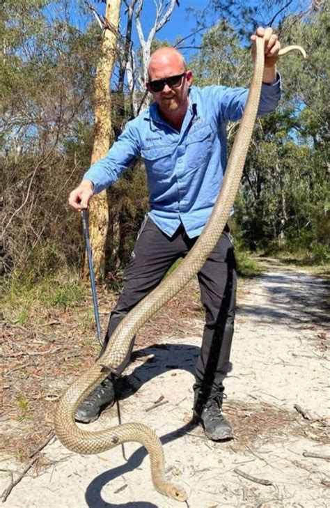 Snake Catcher Reveals ‘biggest Ever Eastern Brown Snake Catch News