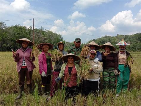 Babinsa Jahandung Dampingi Petani Panen Padi Suara Kapuas Raya