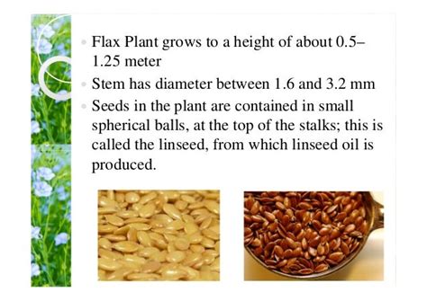 Flax fiber