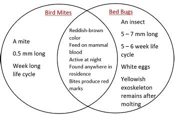 Bird Mites Life Cycle