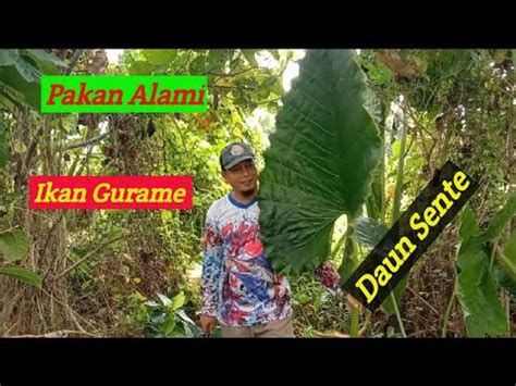 Berburu Daun Sente Pakan Alami Ikan Gurame Youtube