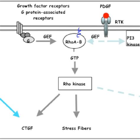 The Rho Rock Pathway A Multicomponent Target Rho Rock Pathway