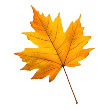 Yellow Maple Leaf Maple Leaf Yellow Leaf Autumn Leaf Png Transparent