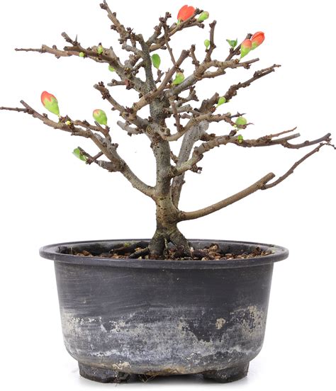 Chaenomeles Speciosa 14 Cm ± 8 Years Old With Red Flowers And Yellow