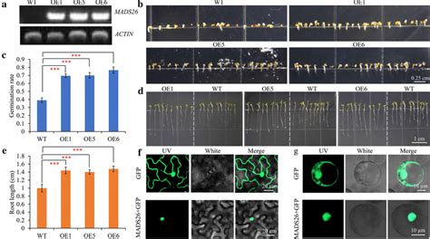 Subcellular Localization Of Mads26 Protein And Overexpression Of Mads26