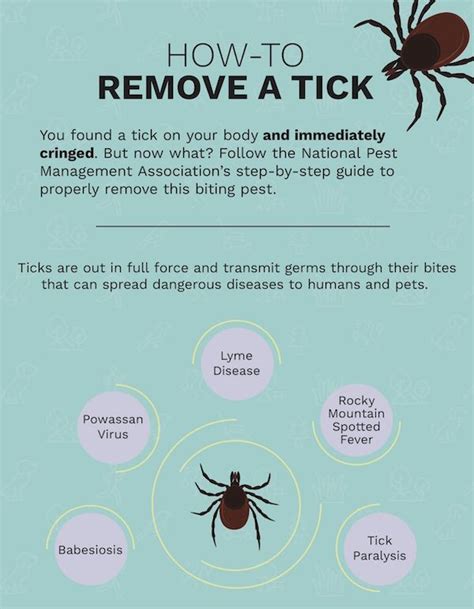 Wondering How To Remove A Tick Follow This Step By Step Guide To Properly Extract A Tick From