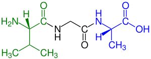 Oligopeptide - Wikipedia