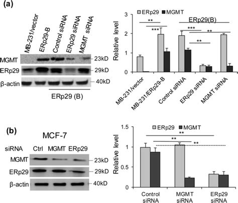 Mgmt Is A Downstream Target Of Erp29 Erp29 Transfected Cells Cone B Download Scientific