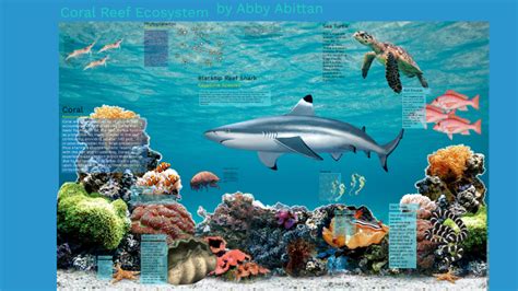 Coral Reef Ecosystem By Abigail Abittan On Prezi