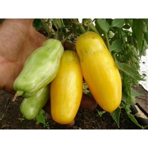 Banana Legs Tomato Seeds Price