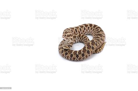 BABY WESTERN MASSASAUGA RATTLESNAKE FOR SALE - Reptiles for sale