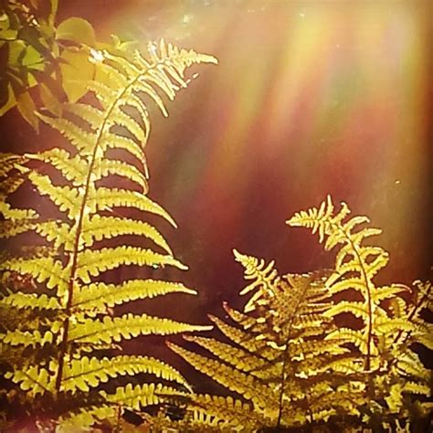 Fern And Early Morning Sunlight Early Morning Interfaith Ferns