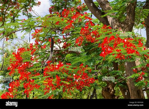 A Flamboyant Tree Or Delonix Regia With Bright Red Flowers And Large