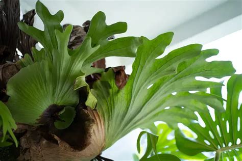 Platycerium Care Staghorn Fern Growing Guide South Elmonte Hydroponics