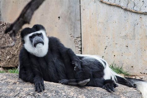 Featured Animals - Black & White Colobus Monkey - CMZoo