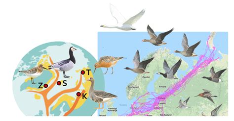 Climate Vegetation Modelling And Arctic Migratory Bird Behaviour NPP