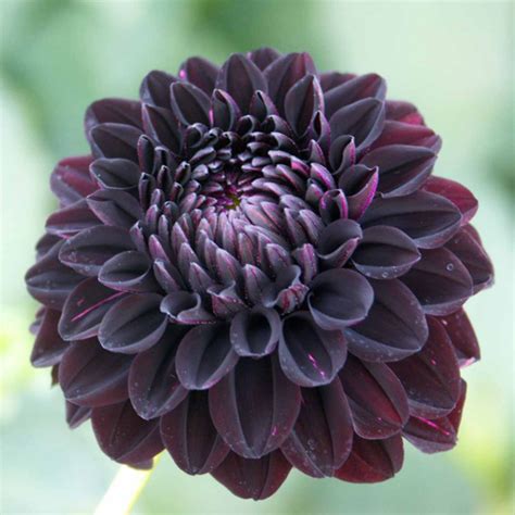 15 Types Of Black Flowers Photos And Care Info Bouqs Blog