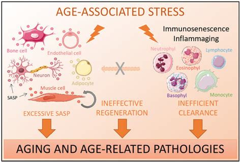 IJMS Free Full Text Bcl XL As A Modulator Of Senescence And Aging