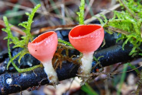 El Mundo Microscópico De Los Hongos Ascomicetos