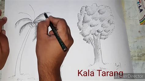 How To Draw Tree By Anil Sir Pencil Shading Tree Youtube