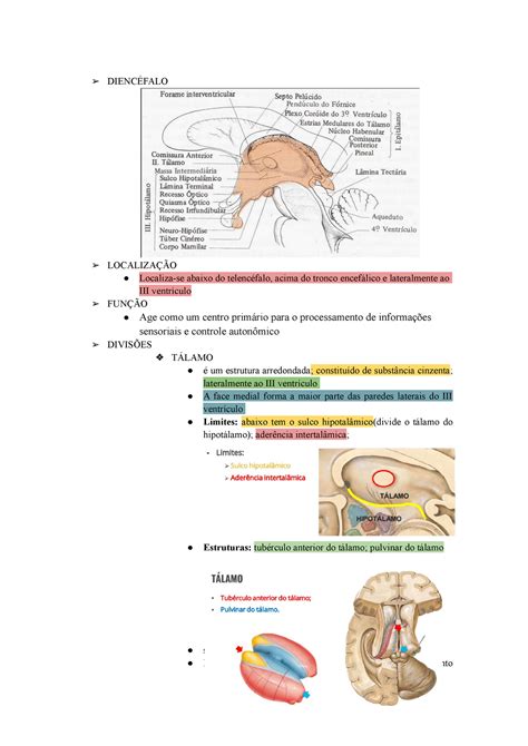 Anato Diencéfalo DiencÉfalo LocalizaÇÃo Localiza Se Abaixo Do