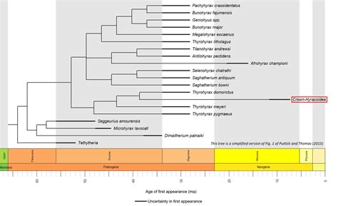 Hyrax stem group