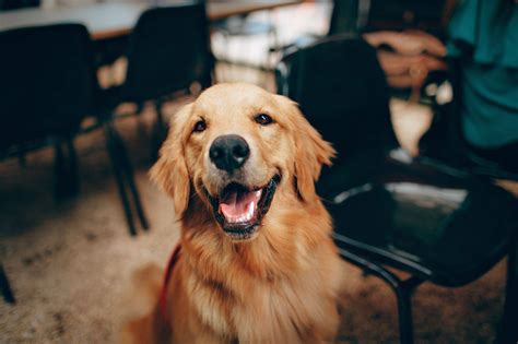 Quelles Sont Les Techniques Dapprentissage Canin Aline Ducation