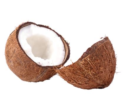 coconut  white  png transparent images   vector