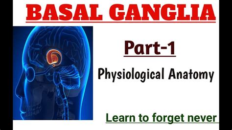 Basal Ganglia Part Physiological Anatomy Youtube