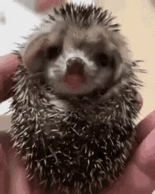 Hedgehog Nomnomnom GIF - Hedgehog Nomnomnom Cute - Discover & Share GIFs