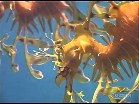 Dollzis: Leafy Sea Dragon Camouflage Facts