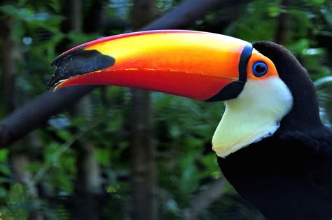 Toco Toucan - Honolulu Zoo Society