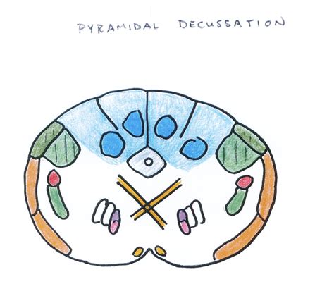 Pyramidal Decussation Labeling Diagram Quizlet