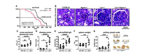 Lyn Itgam Mice Exhibit Enhanced Systemic Autoimmune Disease