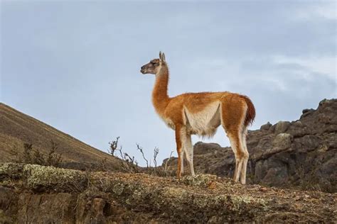 Fun Guanaco Facts For Kids | Kidadl