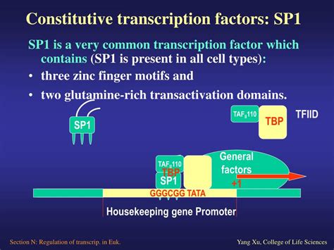 Ppt Section N Regulation Of Transcription In Eukaryotes Powerpoint