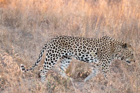 Leopards of Sabi Sands, Kruger National Park on Behance