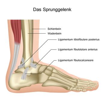 Sprunggelenk Aufbau Funktion Krankheiten MedLexi De