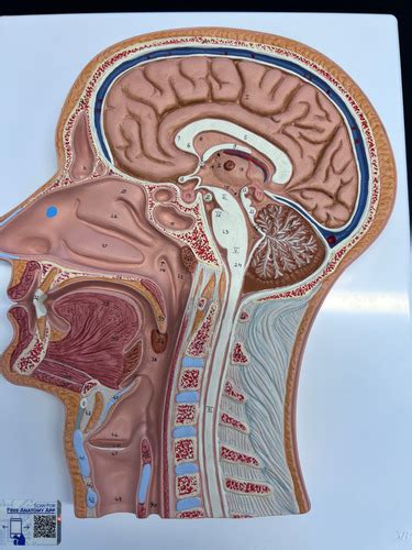 Human Sagittal Head Model Flashcards Quizlet