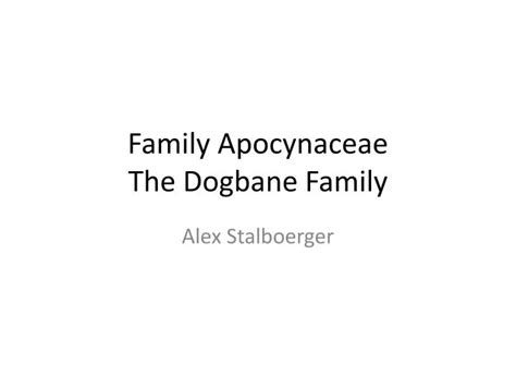 PPT - Family Apocynaceae The Dogbane Family PowerPoint Presentation ...