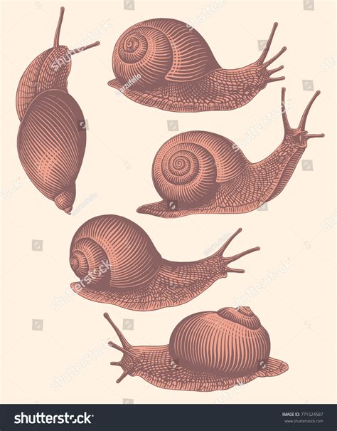 Vintage Snail Illustration