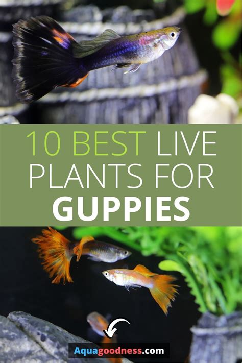 Plants For Guppies Plants Bc