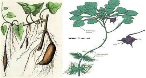 Adventitious Root System: Types, Modifications and Examples – StudiousGuy