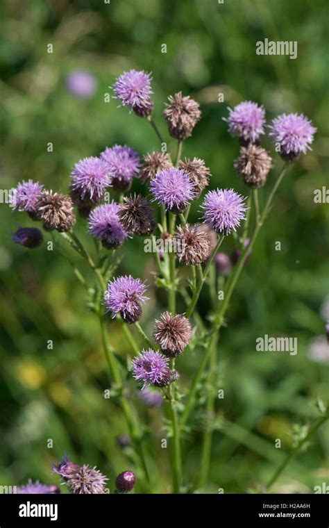 Creeping Thistle Cirsium Arvense Asteraceae Fotos Und Bildmaterial In