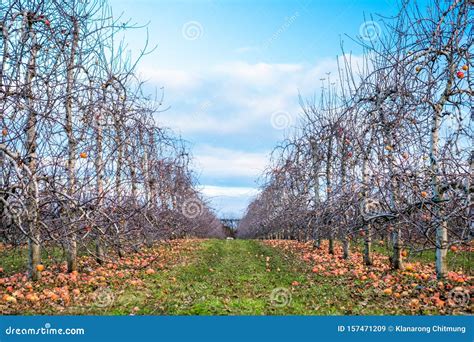 Apple Orchard In Autumn Winter Season I Stock Image Image Of